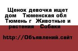 Щенок девочка ищет дом - Тюменская обл., Тюмень г. Животные и растения » Собаки   